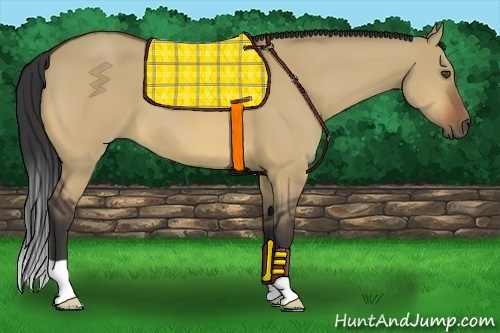 Horse Color:Bay Dun 