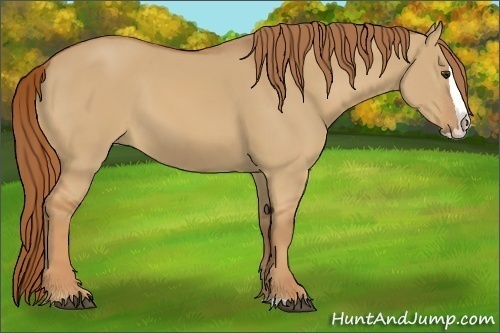 Horse Color:Red Dun Splash 