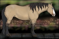 Horse Color:Bay Dun Splash 