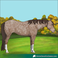 Horse Color:Classic Champagne Ice 