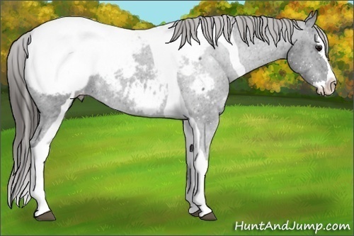 Horse Color:Black Splash Tobiano Near Fewspot