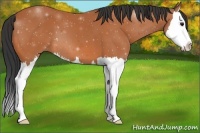 Horse Color:Bay Splash 