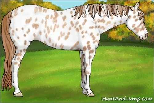 Horse Color:Gold Champagne Ice Appaloosa Rabicano 
