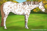 Horse Color:Gold Champagne Ice Appaloosa Rabicano