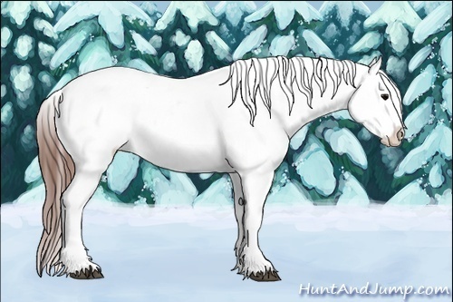 Horse Color:Black Appaloosa Rabicano 