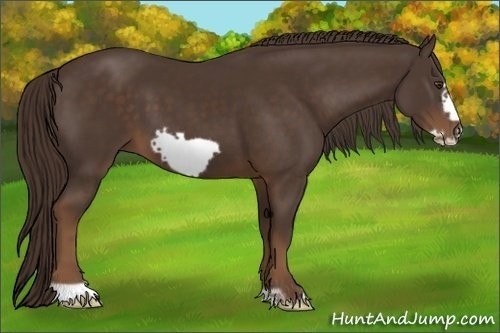 Horse Color:Liver Chestnut Frame 