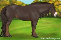 Horse Color:Liver Chestnut Frame 