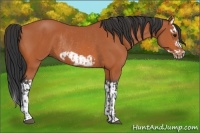 Horse Color:Bay Splash Frame Rabicano and Bay Splash Frame Rabicano