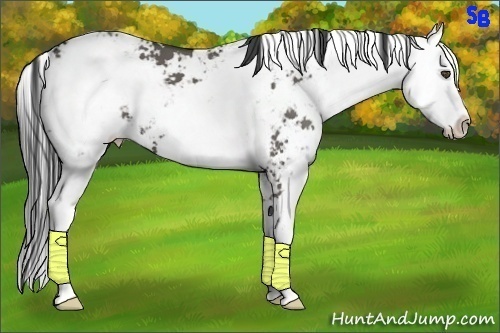 Horse Color:Grullo Sabino 