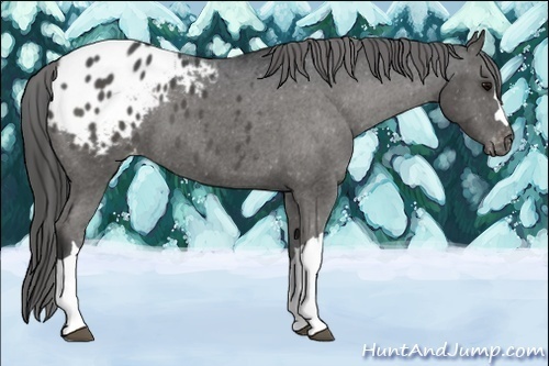 Horse Color:Black Appaloosa 