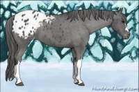Horse Color:Black Appaloosa 