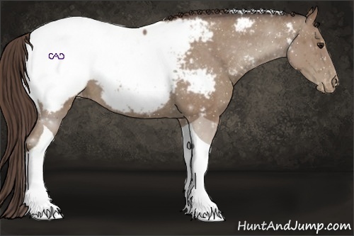 Horse Color:Classic Champagne Roan Tobiano Snowcap 
