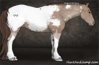 Horse Color:Classic Champagne Roan Tobiano Snowcap