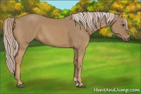 Horse Color:Palomino