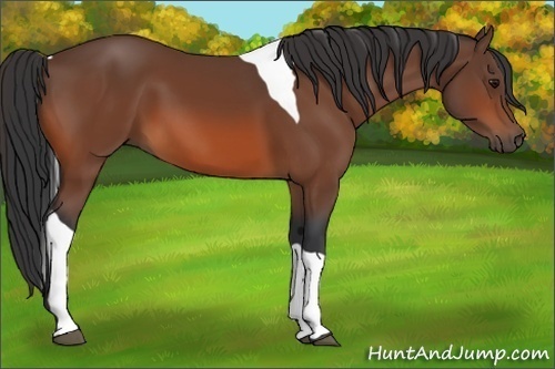 Horse Color:Bay Tobiano 