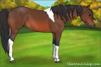 Horse Color:Bay Tobiano