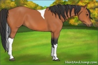 Horse Color:Bay Tobiano 
