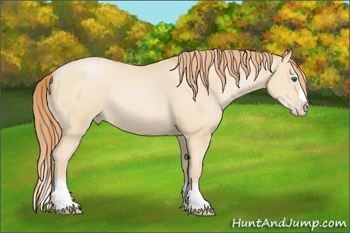 Horse Color:Buckskin Pearl Splash 