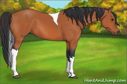 Horse Color:Bay Tobiano 