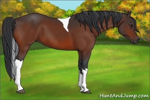 Horse Color:Bay Tobiano 