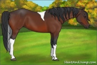 Horse Color:Bay Tobiano