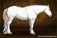 Horse Color:White Spotted Bay Appaloosa