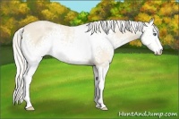Horse Color:White Spotted Cremello Sabino 