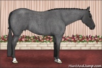 Horse Color:Smoky Blue Roan 