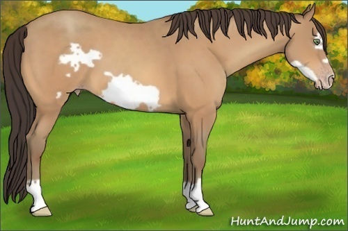 Horse Color:Amber Champagne Frame 