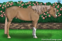 Horse Color:Palomino 