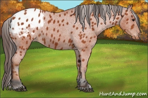 Horse Color:Bay Appaloosa 