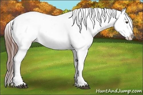 Horse Color:Chestnut Appaloosa