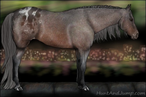 Horse Color:Bay Appaloosa 