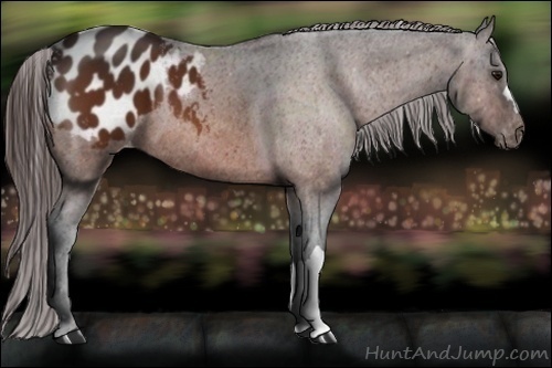 Horse Color:Bay Appaloosa 