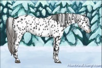 Horse Color:Black Appaloosa 