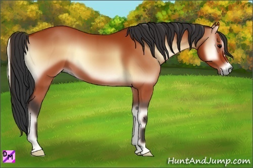 Horse Color:Bay Onyx 