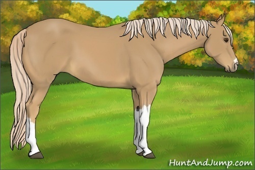 Horse Color:Palomino