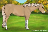 Horse Color:Palomino 