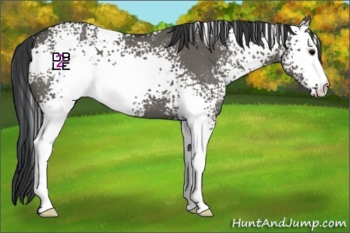 Horse Color:White Spotted Grullo 