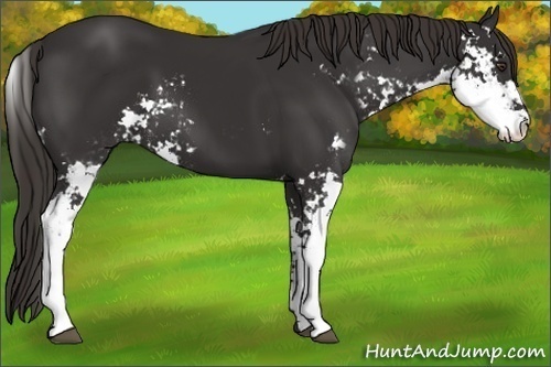 Horse Color:Liver Chestnut Sabino