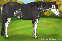 Horse Color:Liver Chestnut Sabino
