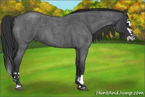 Horse Color:Blue Roan Splash 