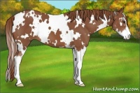 Horse Color:White Spotted Chestnut Sabino