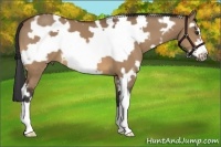 Horse Color:White Spotted Bay Dun Frame