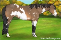Horse Color:White Spotted Buckskin Frame