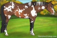 Horse Color:White Spotted Bay Sabino