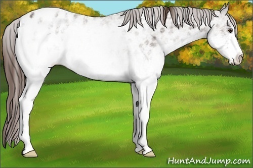 Horse Color:White Spotted Liver Chestnut Ice Appaloosa 
