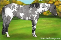 Horse Color:White Spotted Blue Roan 
