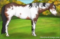 Horse Color:Bay Sabino Frame