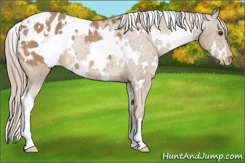 Horse Color:White Spotted Palomino Appaloosa Rabicano